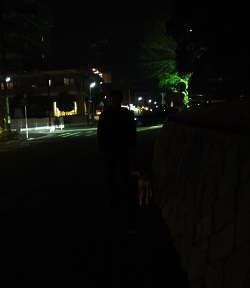 夜のお散歩